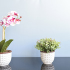 Arranjo Peperômia Artificial No Vaso Branco Cerâmica | Formos